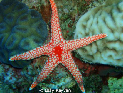 Sea Star by Loay Rayyan 